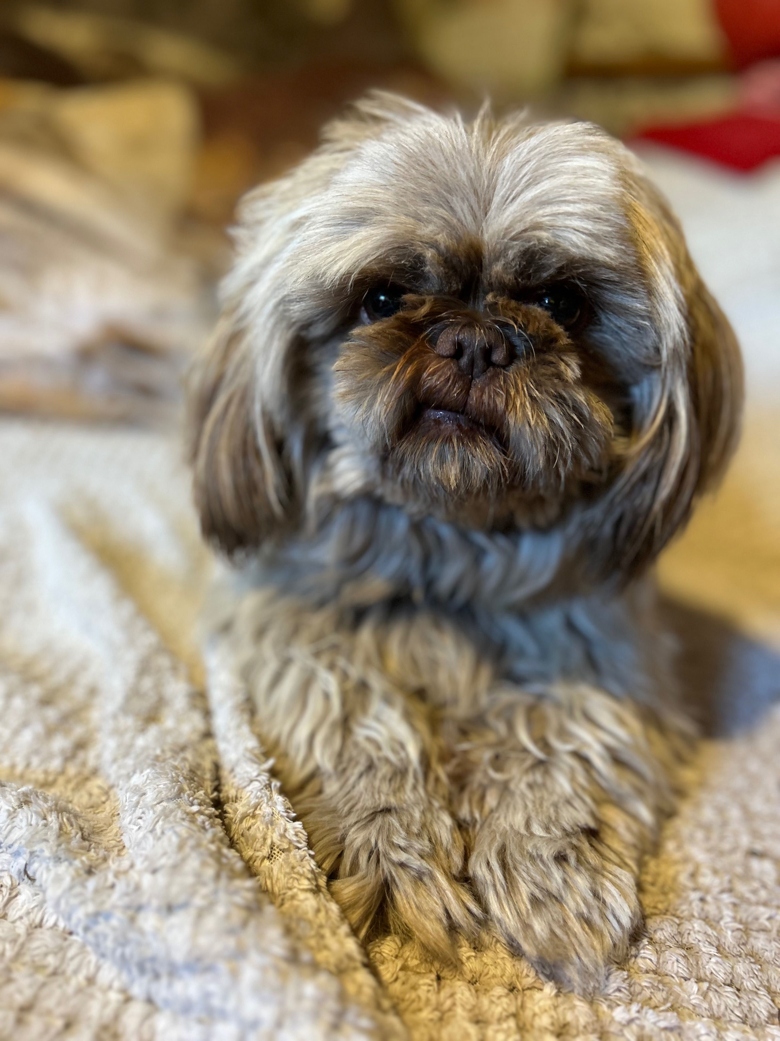 Piesek 6 lat Shih Tzu