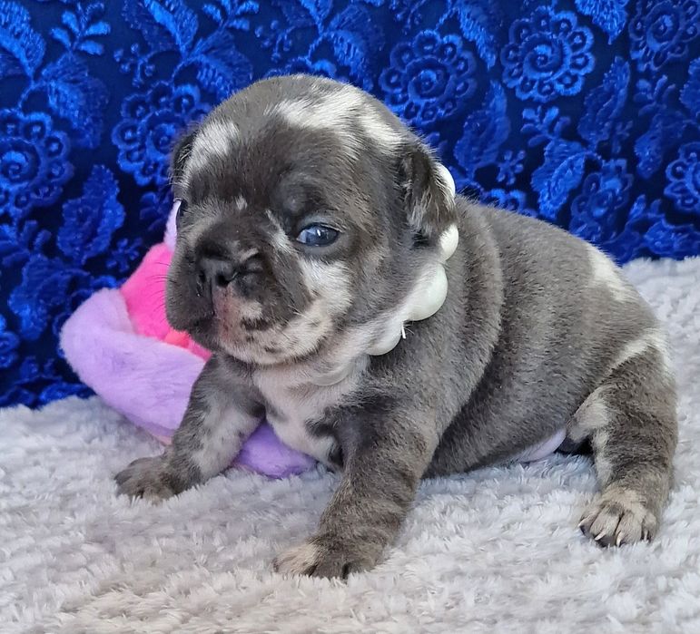 Французский бульдог на в'язку