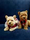 West highland white terrier Pudel szczeniaczki Westiepoo z legowiskiem