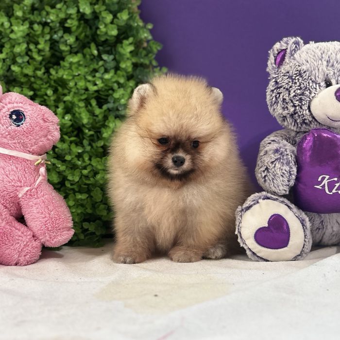 ляльковий Ведмедик шоу классу