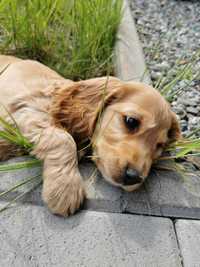 Cocker Spaniel Angielski oferta krycia