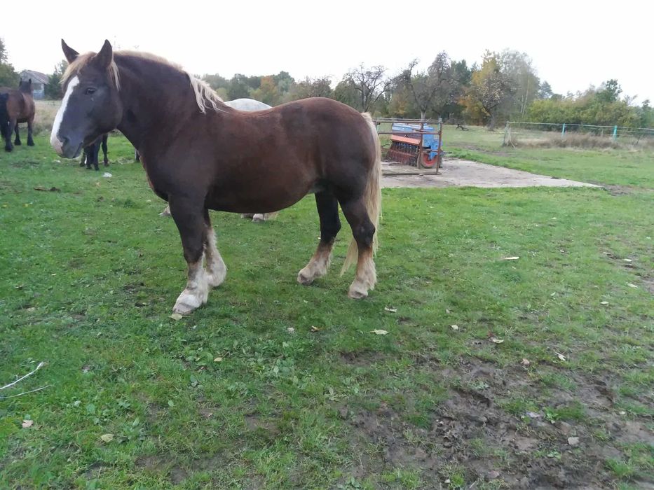 Koń, konie, źrebaki zimnokrwiste