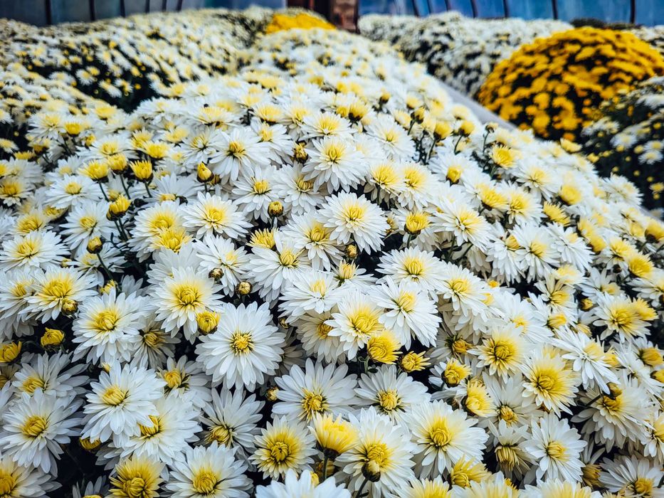 Chryzantemy drobnokwiatowe