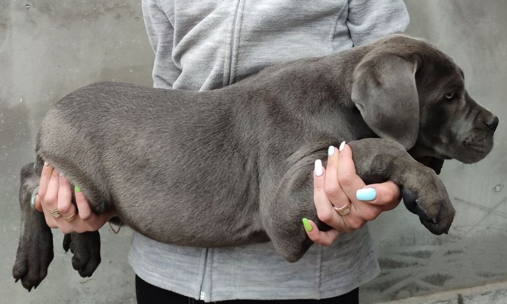 Сірий красунчик кане корсо,,Рекс,,