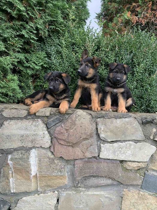 Продаються цуценята