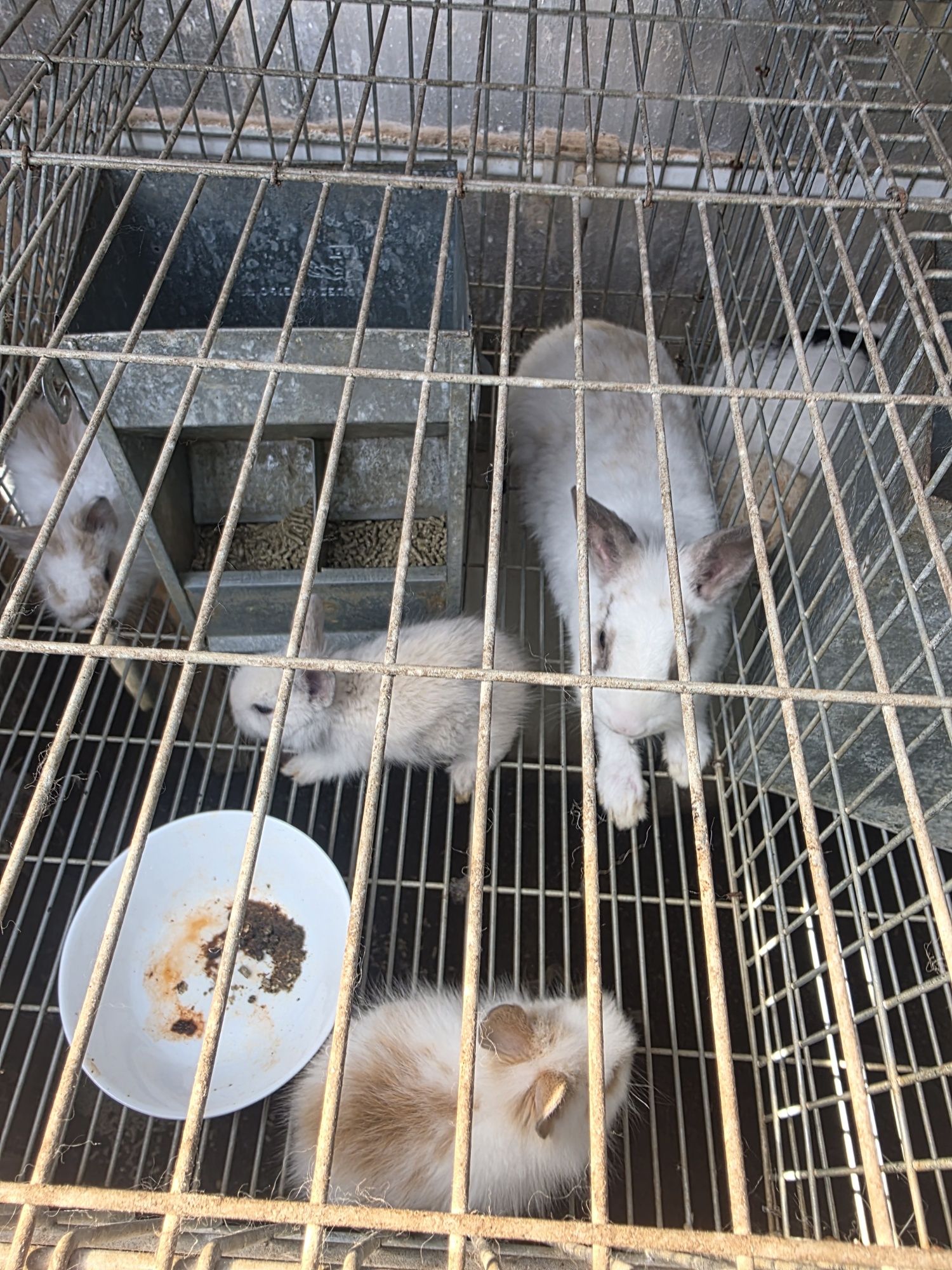 Vendo Coelhos anão