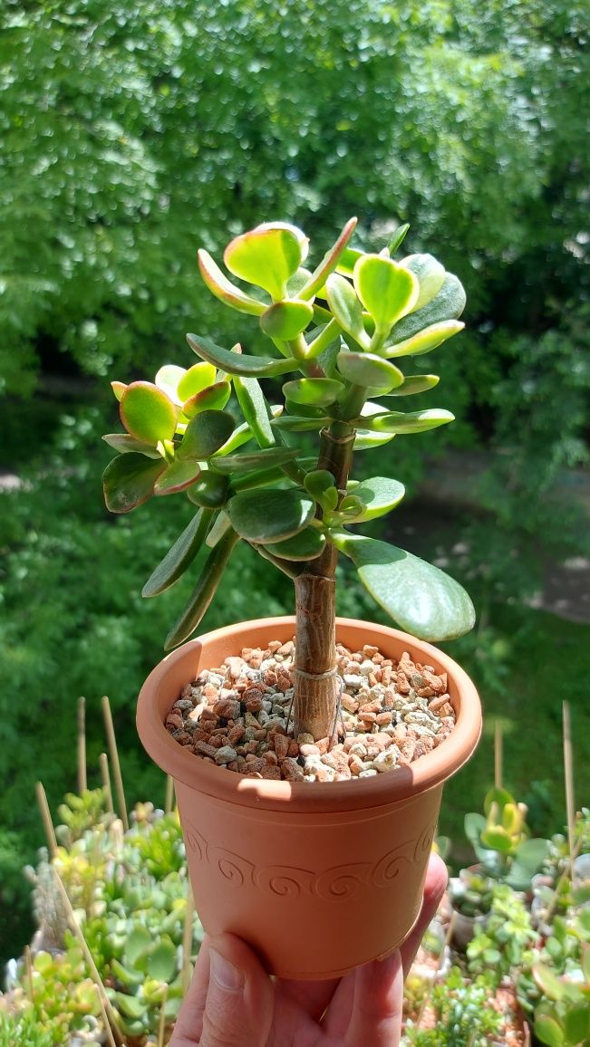 Crassula Helios дерево-бонсай 3,5 роки