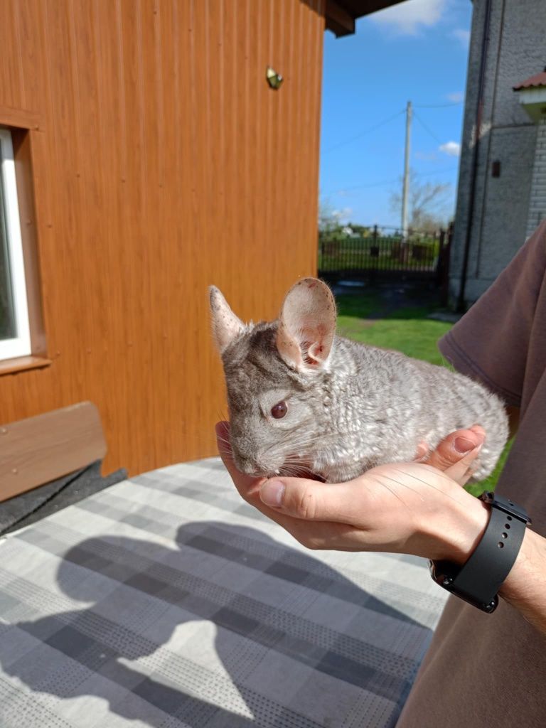 Sprzedam szynszyle