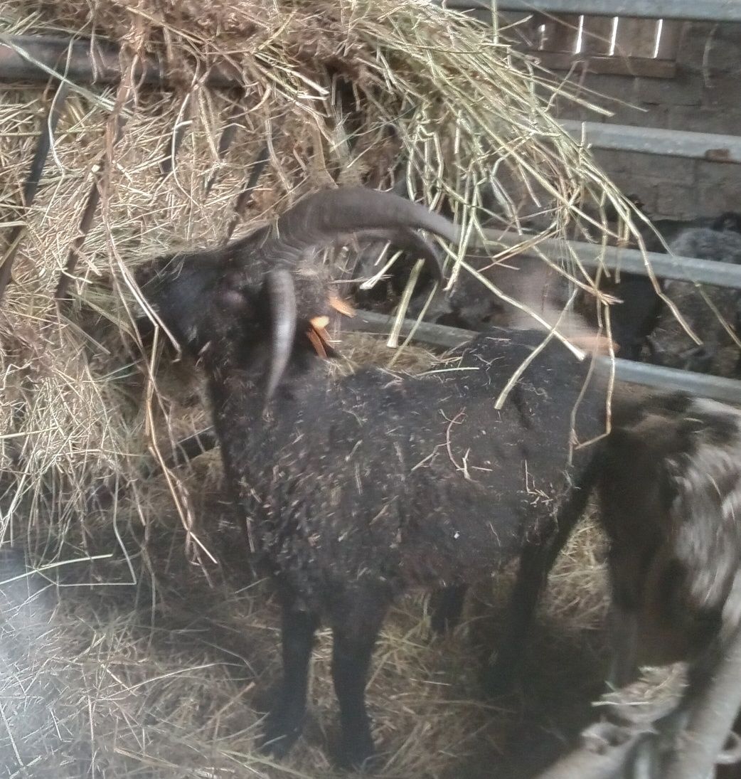Tryk czterorogi, baran mix Jakuba i wrzosowki