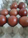 Ovos Marans ferteis