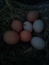 Ovos caseiros de galinhas criadas ao ar livre