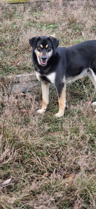 Piesek Około 2 lata