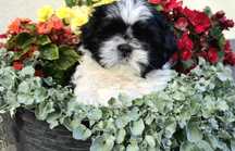 Shih Tzu chłopczyk