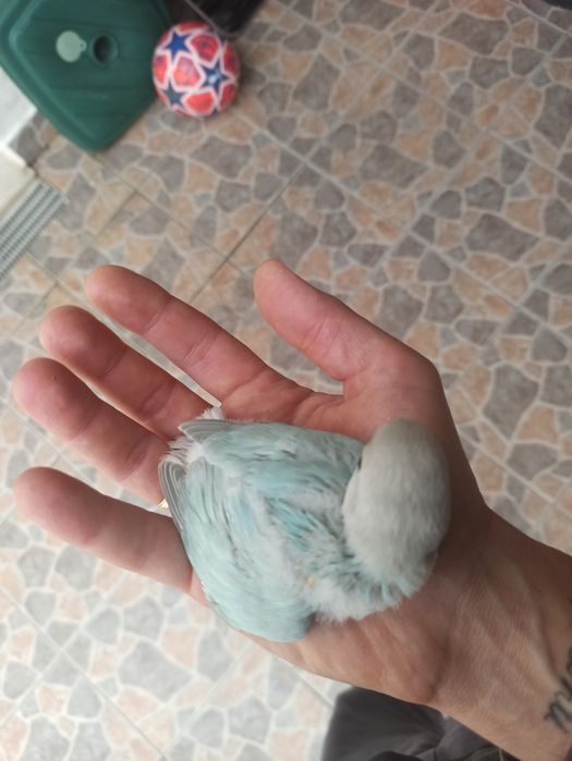 Rosicolis novos para criar a mão