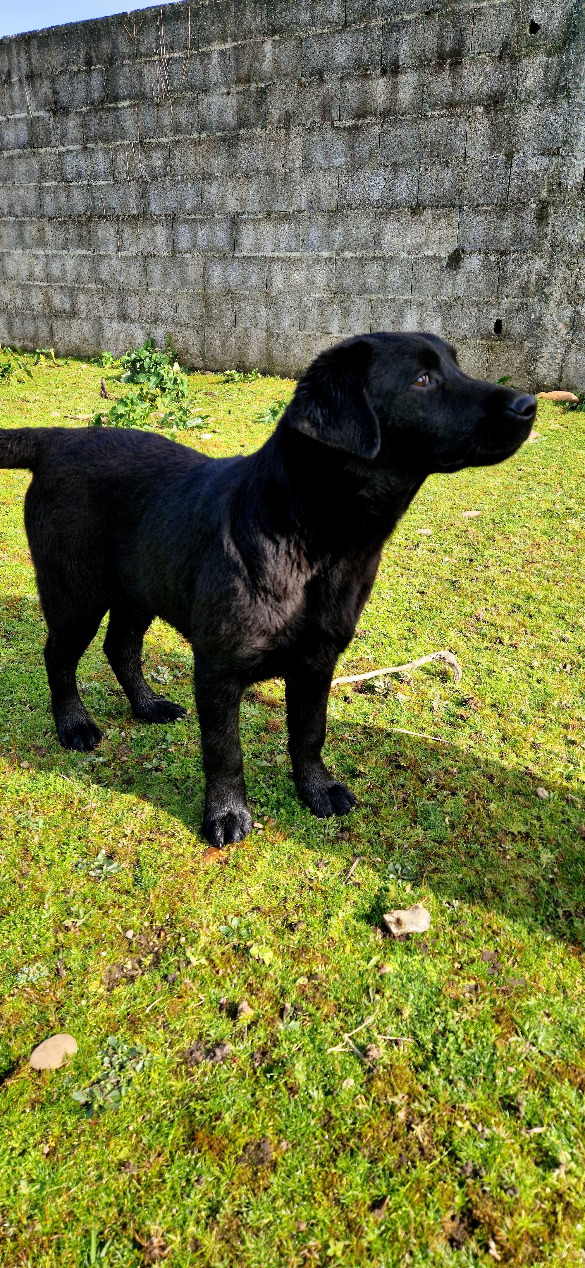 Labrador Retriever