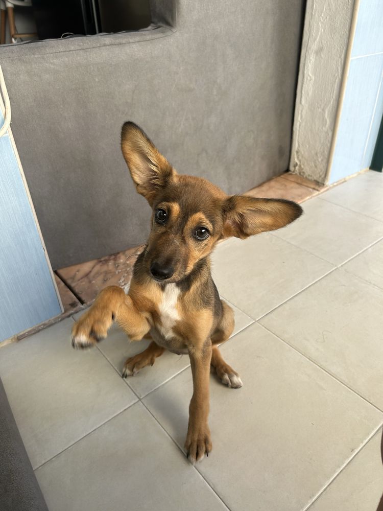 Adoçao para responsavel