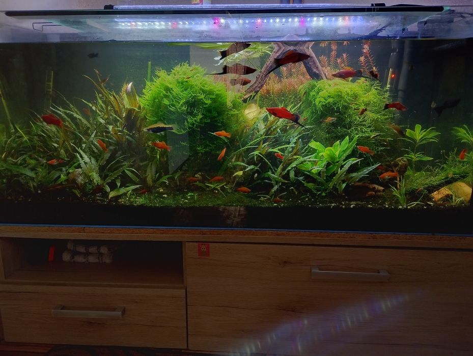 Akwarium 250 l .