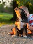 Szczeniak american bully xl
