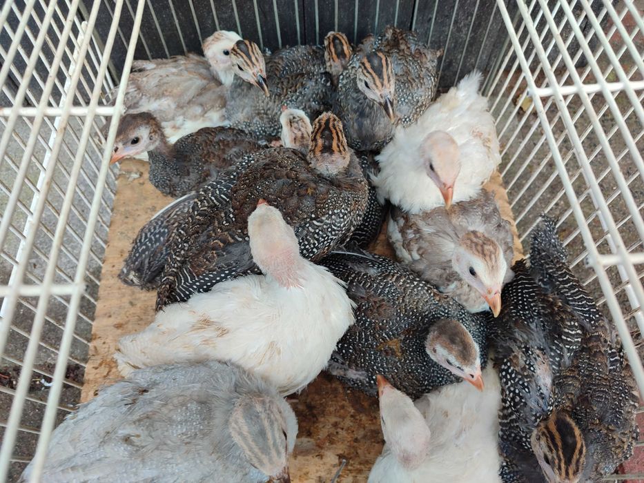 Perliczki, perliczka, perlik