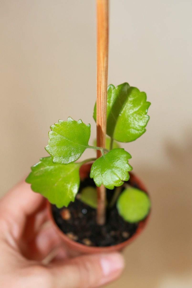 Vendo varias plantas e suculentas