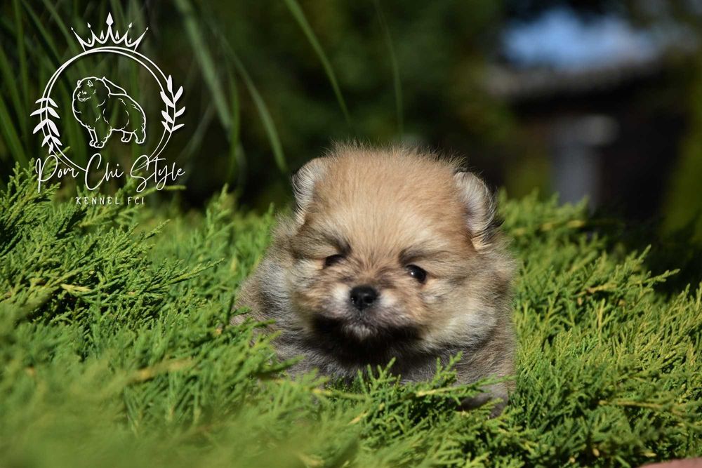 Szpic miniaturowy Pomeranian ZKwP