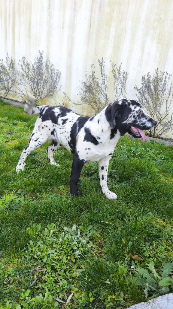 Dogue Alemão Arlequim fêmea (olho azul)
