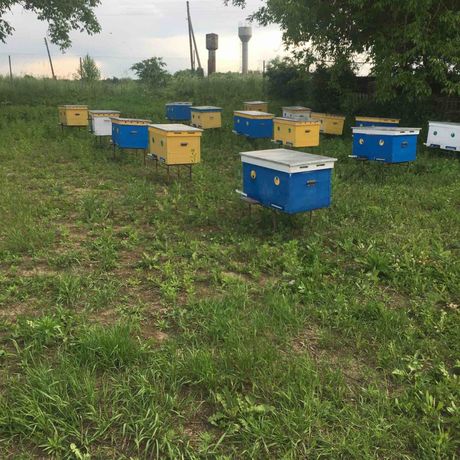 Подам бджоло сім’ї з новими уликами, мед оптом
