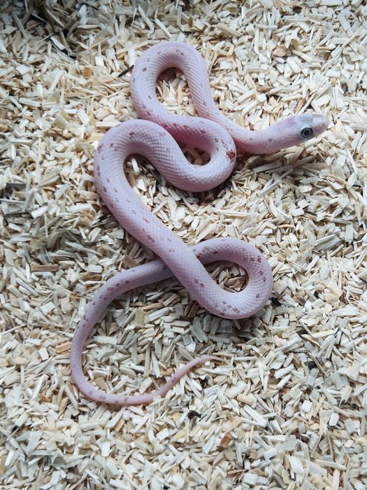 Wąż zbożowy palmetto