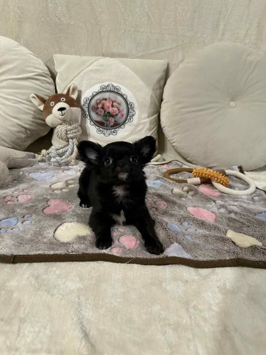 Chihuahua długowłosy mini xxs SAMIEC