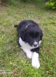 Border Collie - Suczka czarno-biała