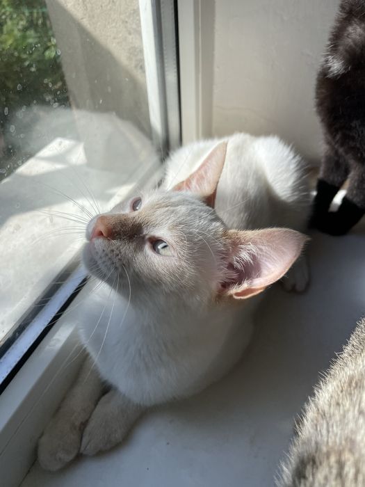 Кошеня, кошенята, кіт, кішка