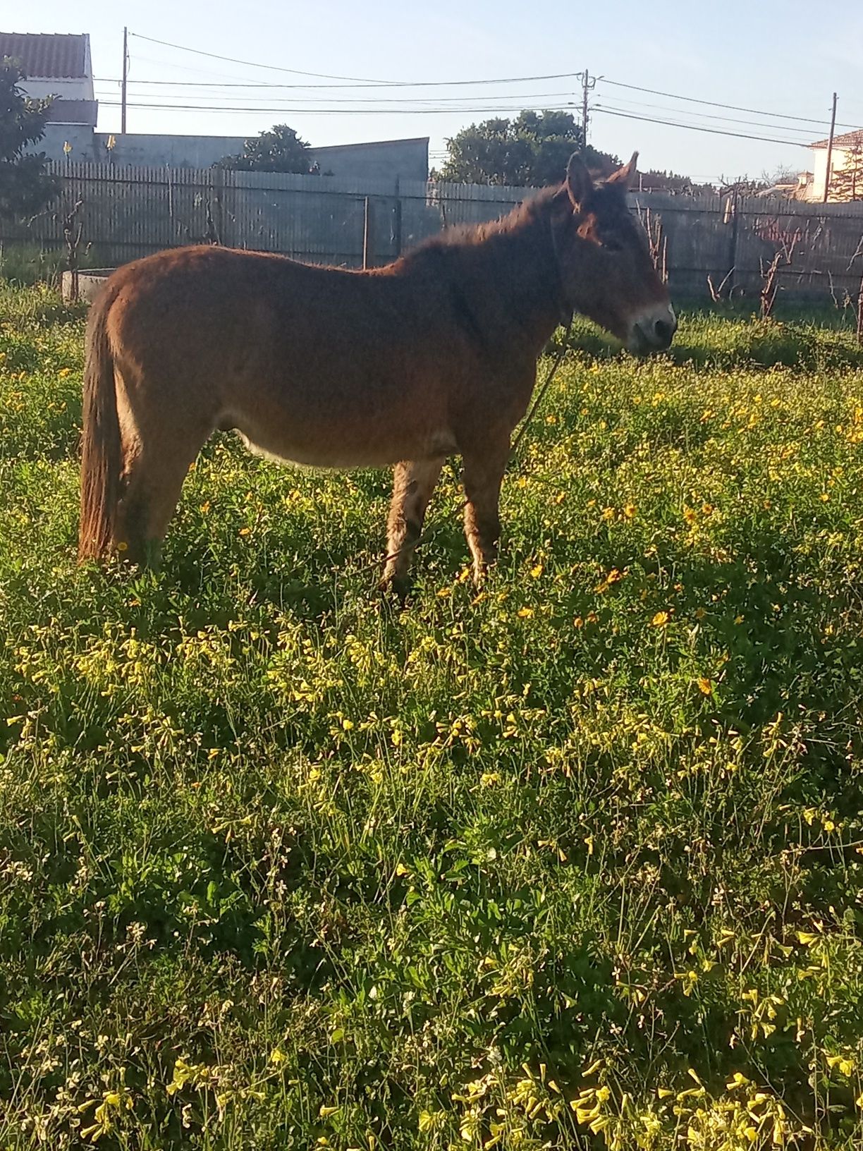 Vendo mulo manso
