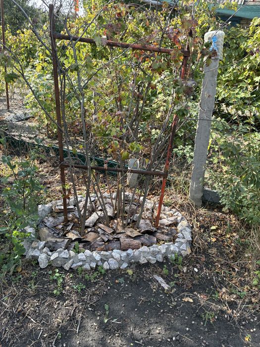 Дача, товариство «Ягідка», оренда можлио