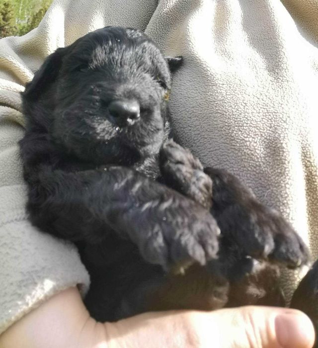 Czarny Terier Rosyjski szczenię- ZKwP (FCI)