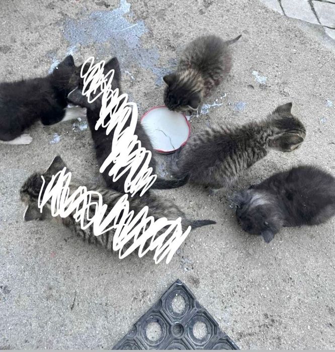 4 koty do oddania