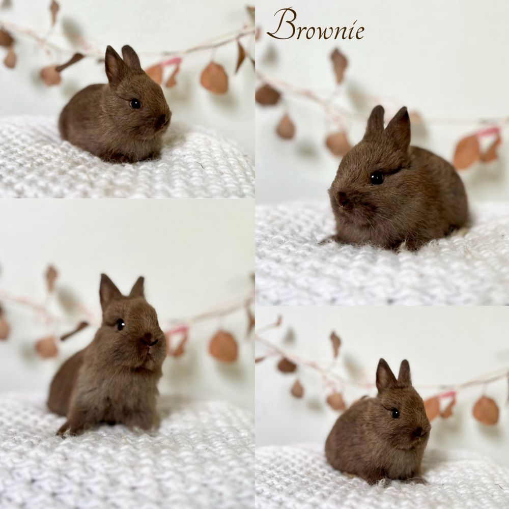 Króliczki Karzełki Niderlandzkie Netherland dwarf dostepne maluchy