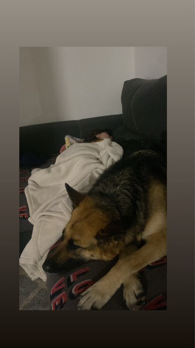 Pastora alemã para adoção