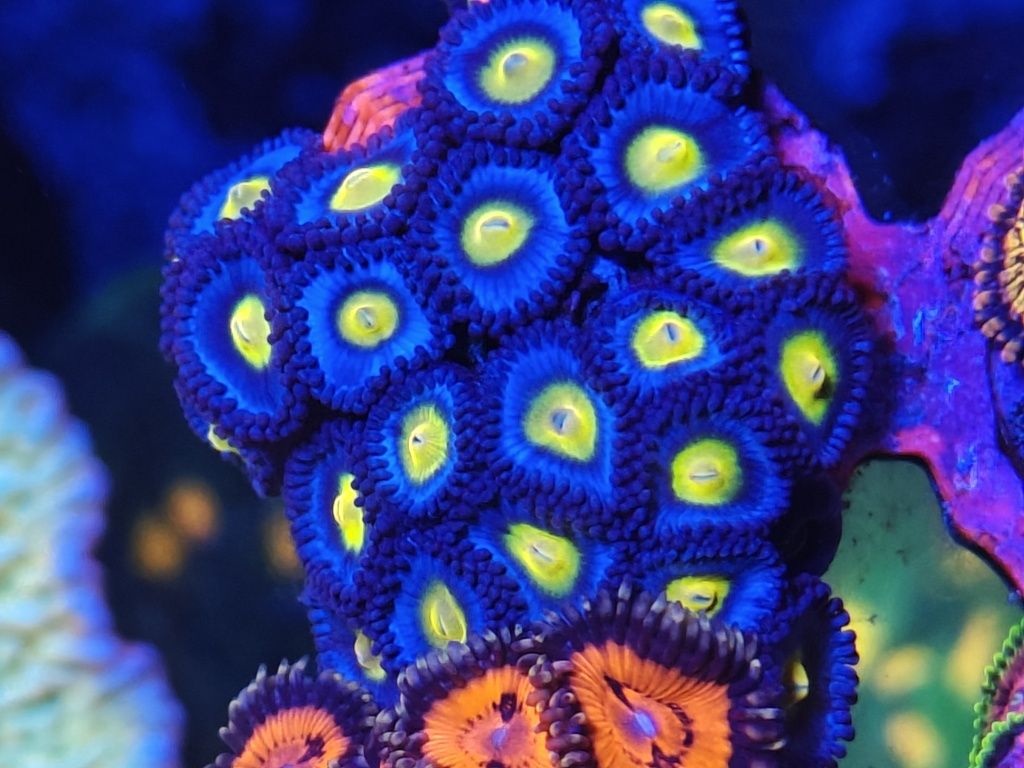 WWC AOI Zoanthus, coral água salgada