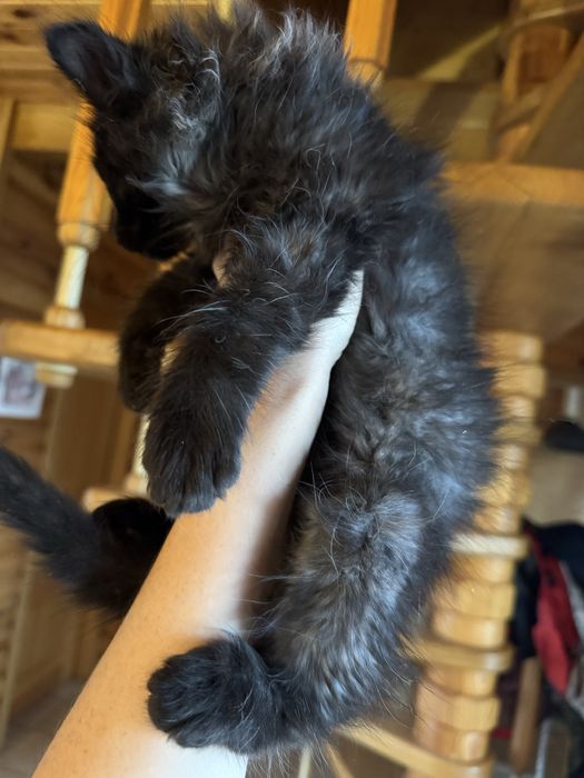 Хлопчик, 2 місяця