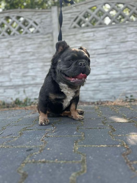 Buldog francuski fluffy