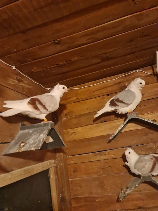 Sprzedam Gołębie Mewki