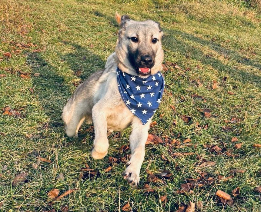 Собака безкоштовно