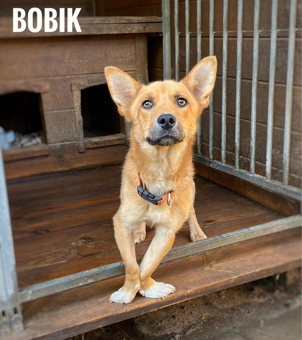 Bobik, 2 letni aktywny 13 kg, przyjazny adopcja za darmo oddam