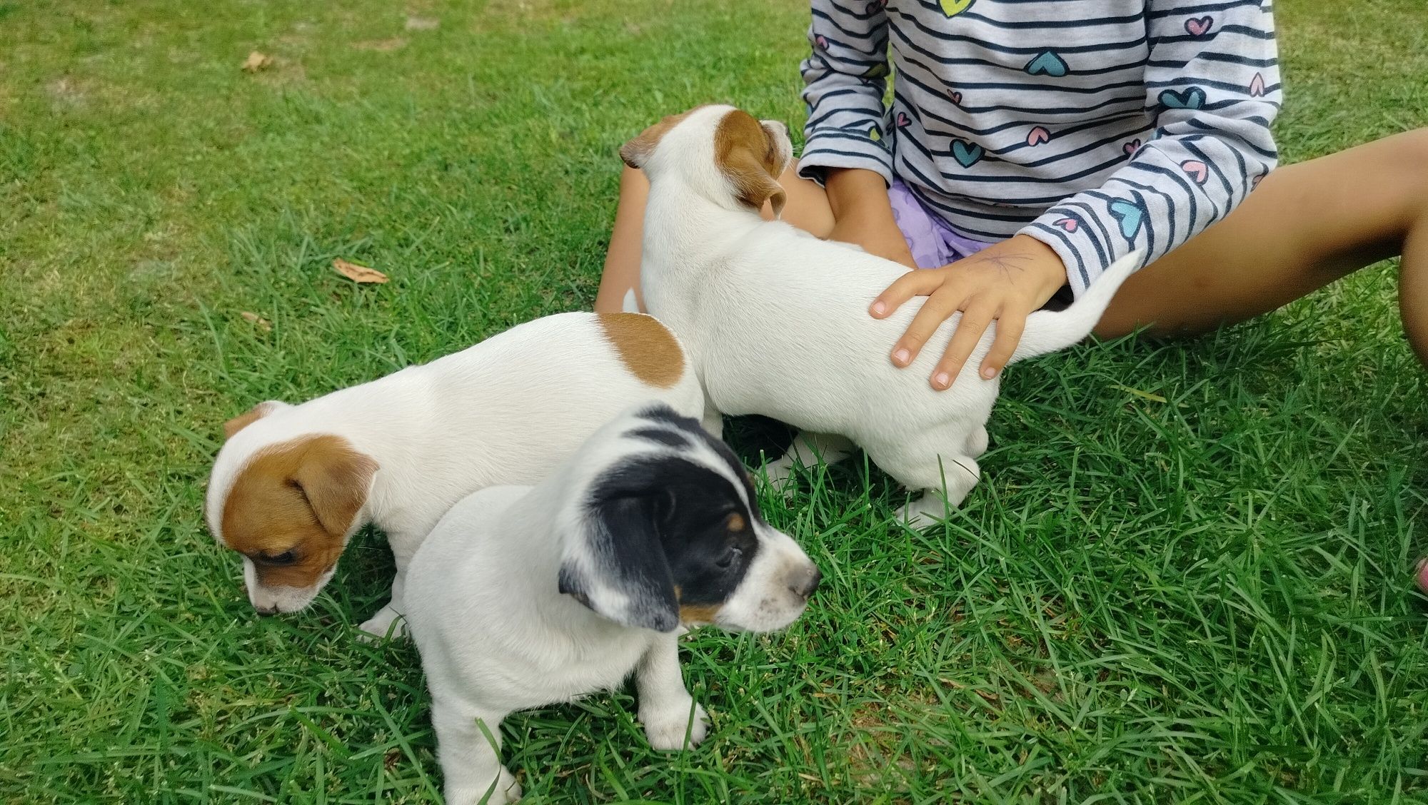 Szczeniak Jack Russell Terrier
