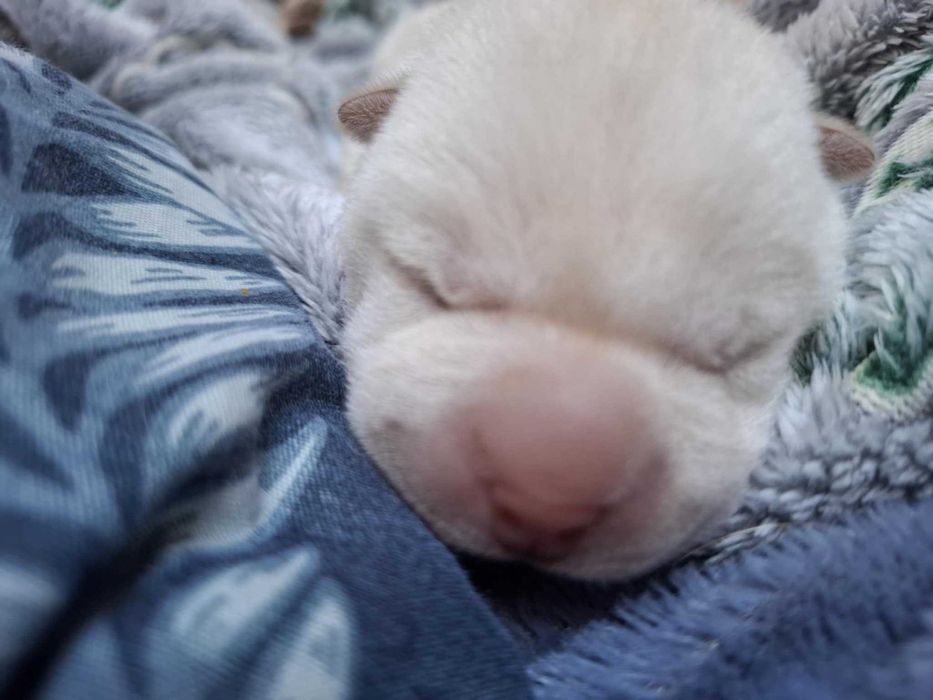 Shar pei szczeniaczek