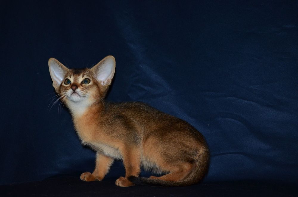 Абиссинский мальчик)