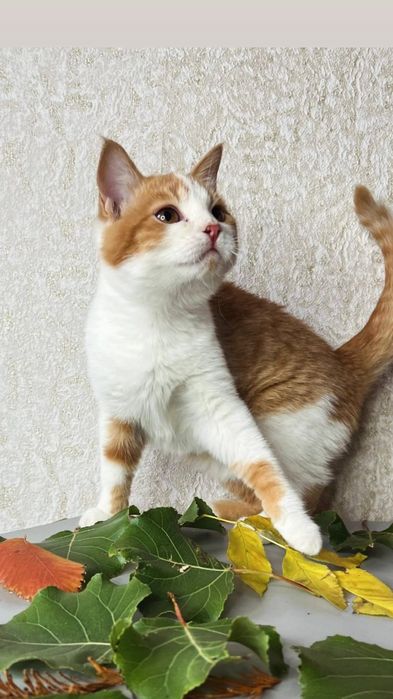Отдам рыже-белого котенка, девочка, 3 месяца