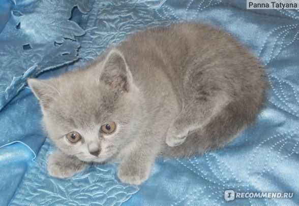 Британский котенок голубого окраса