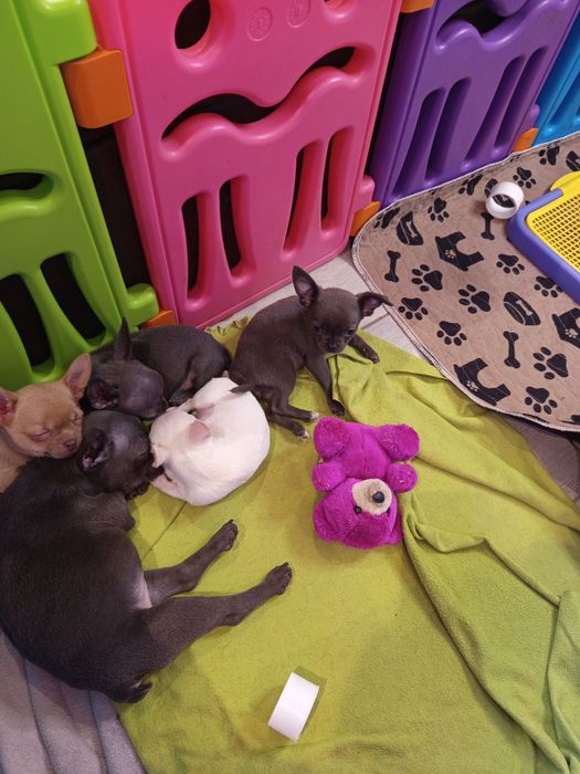 Чіхуахуа хлопчики дівчатка і франя