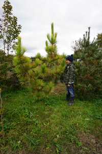 250cm _ pinus nigra _ GOLDEN FINGERS _ sosna czarna ZŁOTA soliter